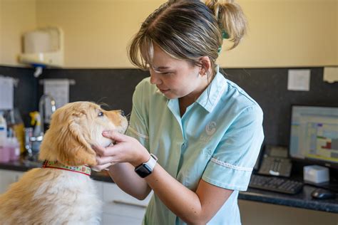 vet in berwick|Galedin Vets .